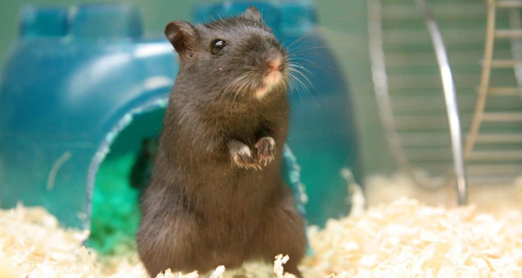 Caged Animals C Barley Pet Services