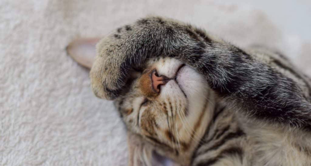 Cat Sessions C Barley Pet Services